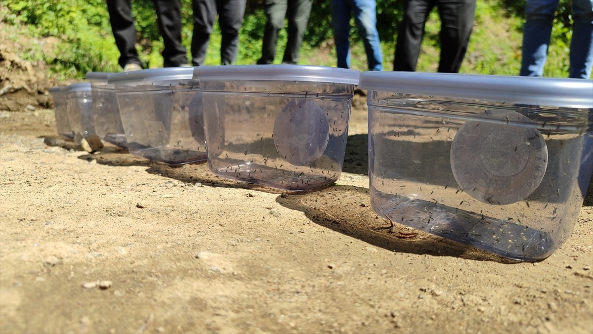 Samsun'da kestane ağaçlarında gal oluşumuna neden olan ve arıcılık faaliyetlerini de olumsuz...