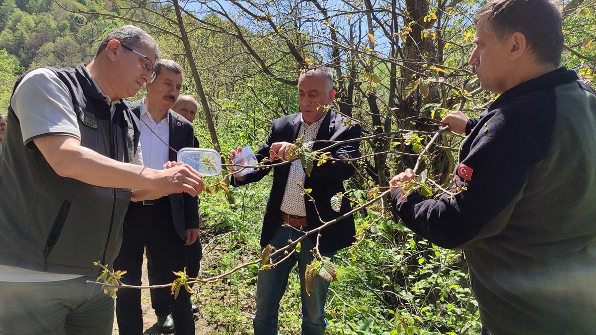 Samsun'da kestane ağaçlarında gal oluşumuna neden olan ve arıcılık faaliyetlerini de olumsuz...