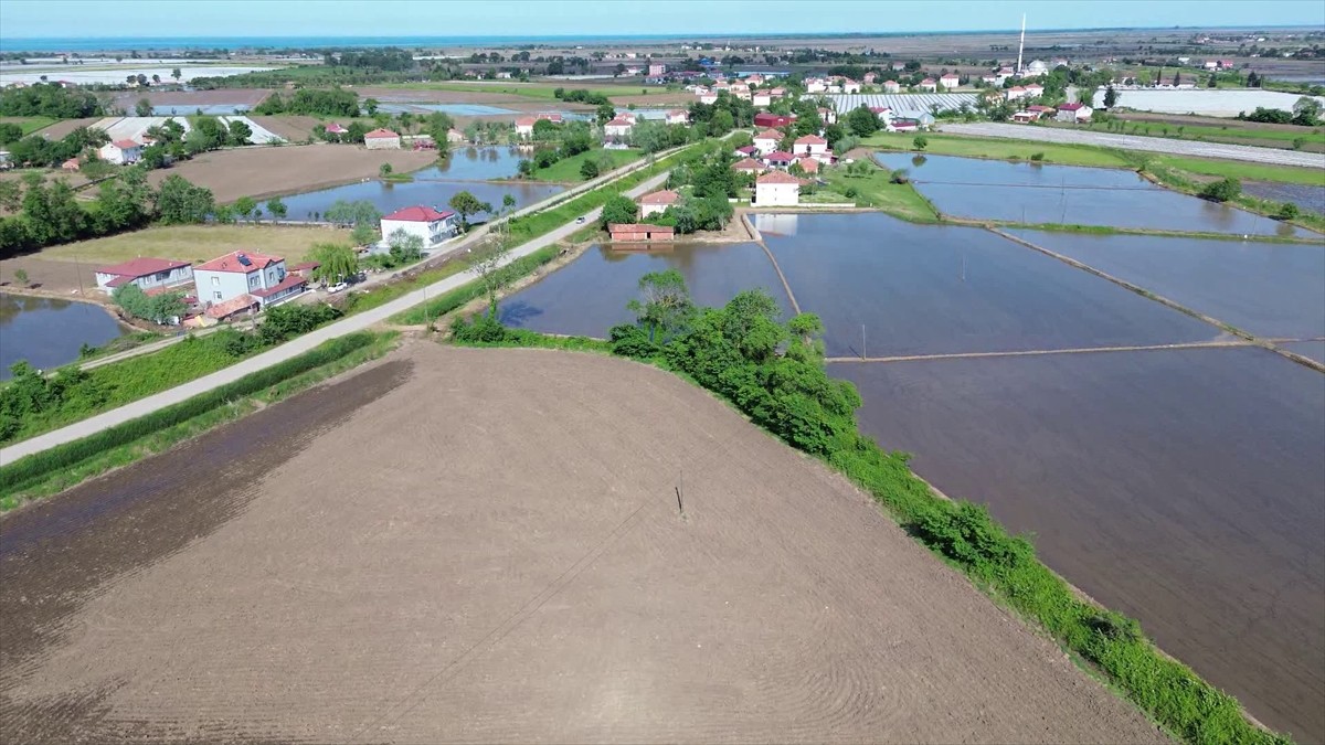 Samsun'un Bafra ilçesinde çeltik ekimi yapılan arazilerdeki sulama sorunları yerinde incelenerek...