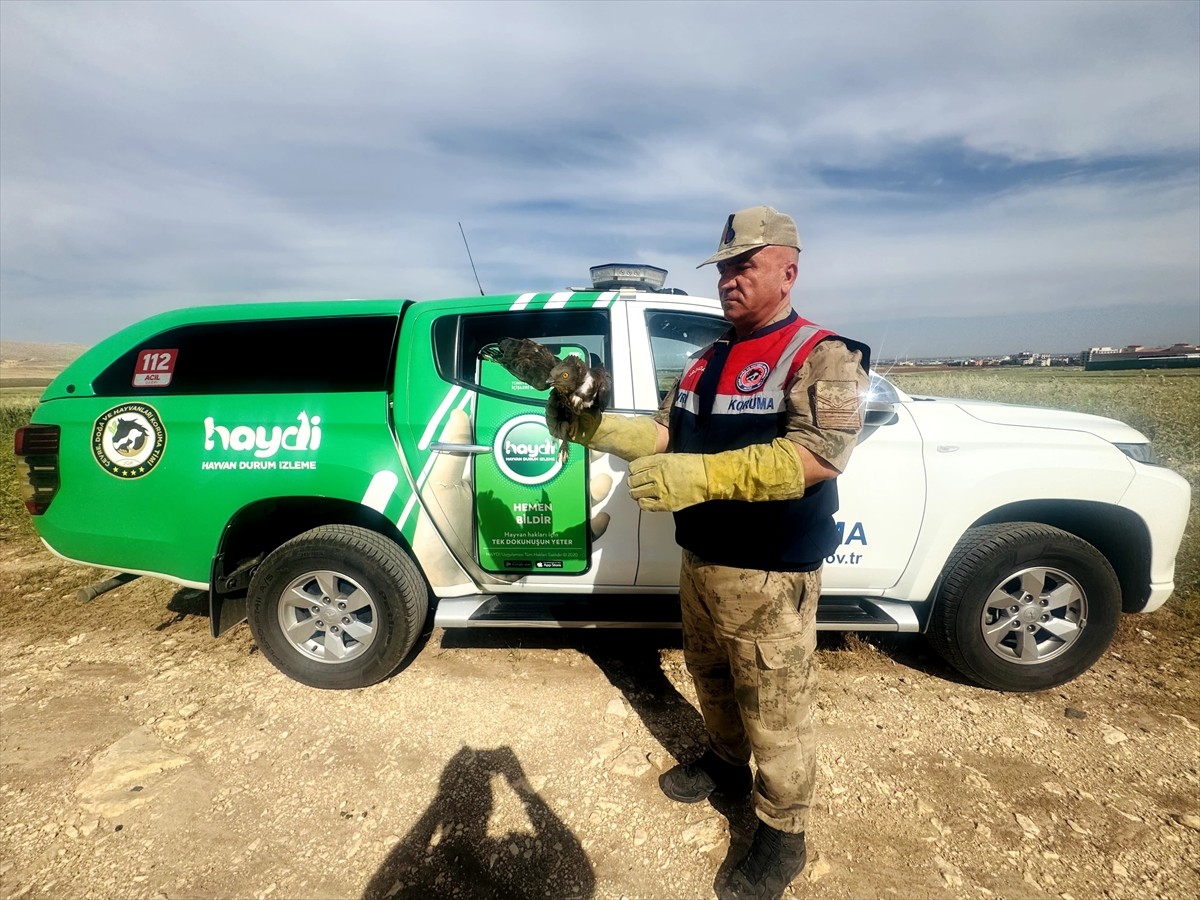 Şanlıurfa'nın Halfeti ilçesinde yaralı bulunan kızıl şahin, tedavi altına alındı.
