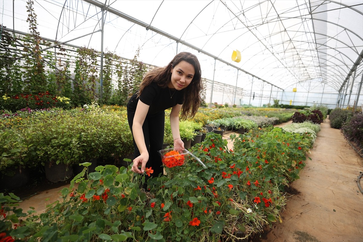 Sera ortamında yaş sebze üretimi yapan Tarım Orman Gençlik Konseyi Üyesi Elif Erüst, rengi ve...