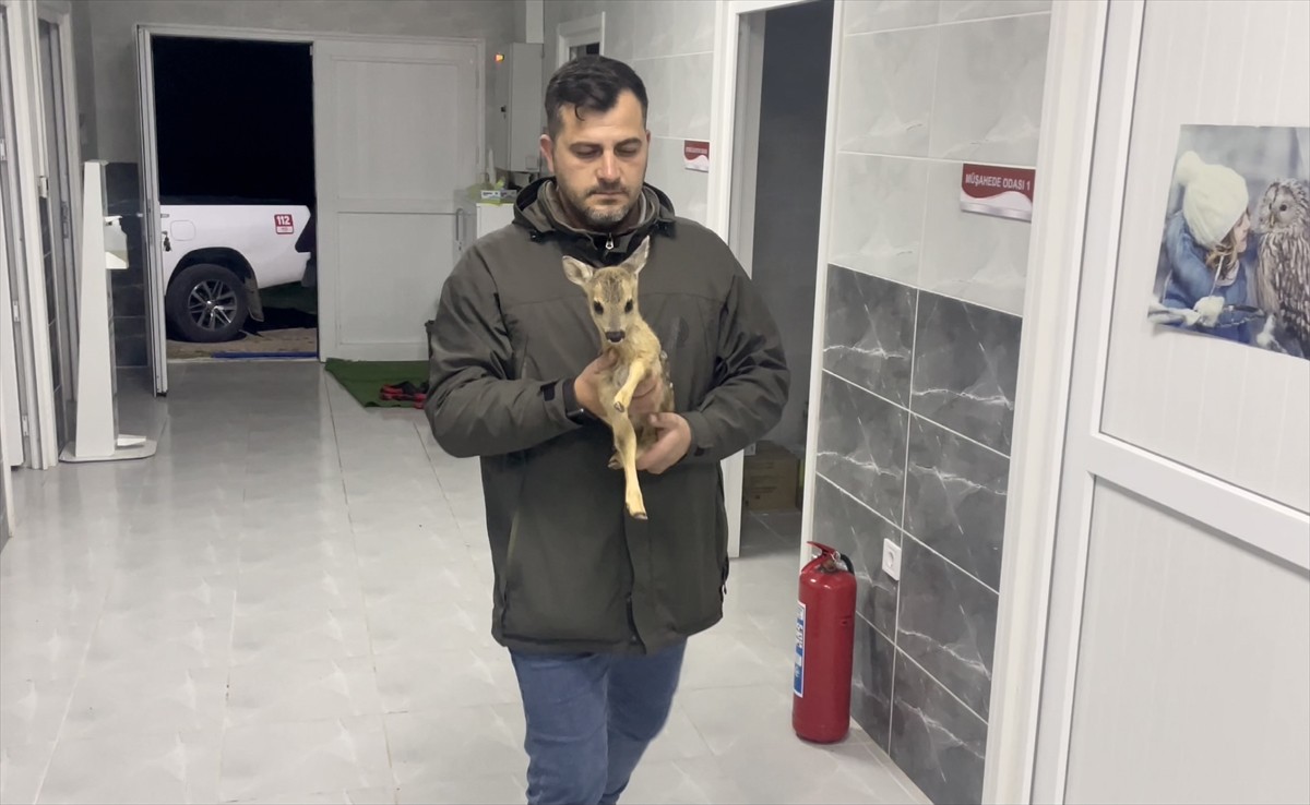 Sinop’ta doğada annesiz ve bitkin halde bulunan yavru karaca Doğa Koruma ve Milli Parklar...