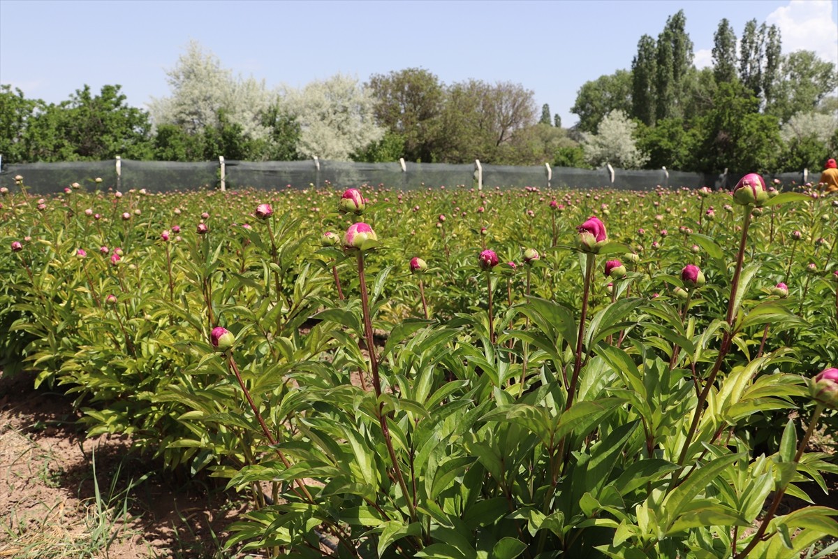 Sivas'ın Gemerek ilçesinde şakayık çiçeği hasadı gerçekleştirildi.
