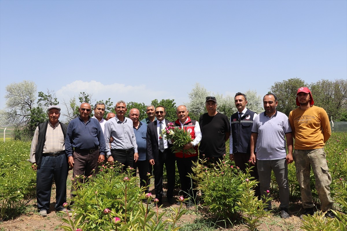 Sivas'ın Gemerek ilçesinde şakayık çiçeği hasadı gerçekleştirildi.