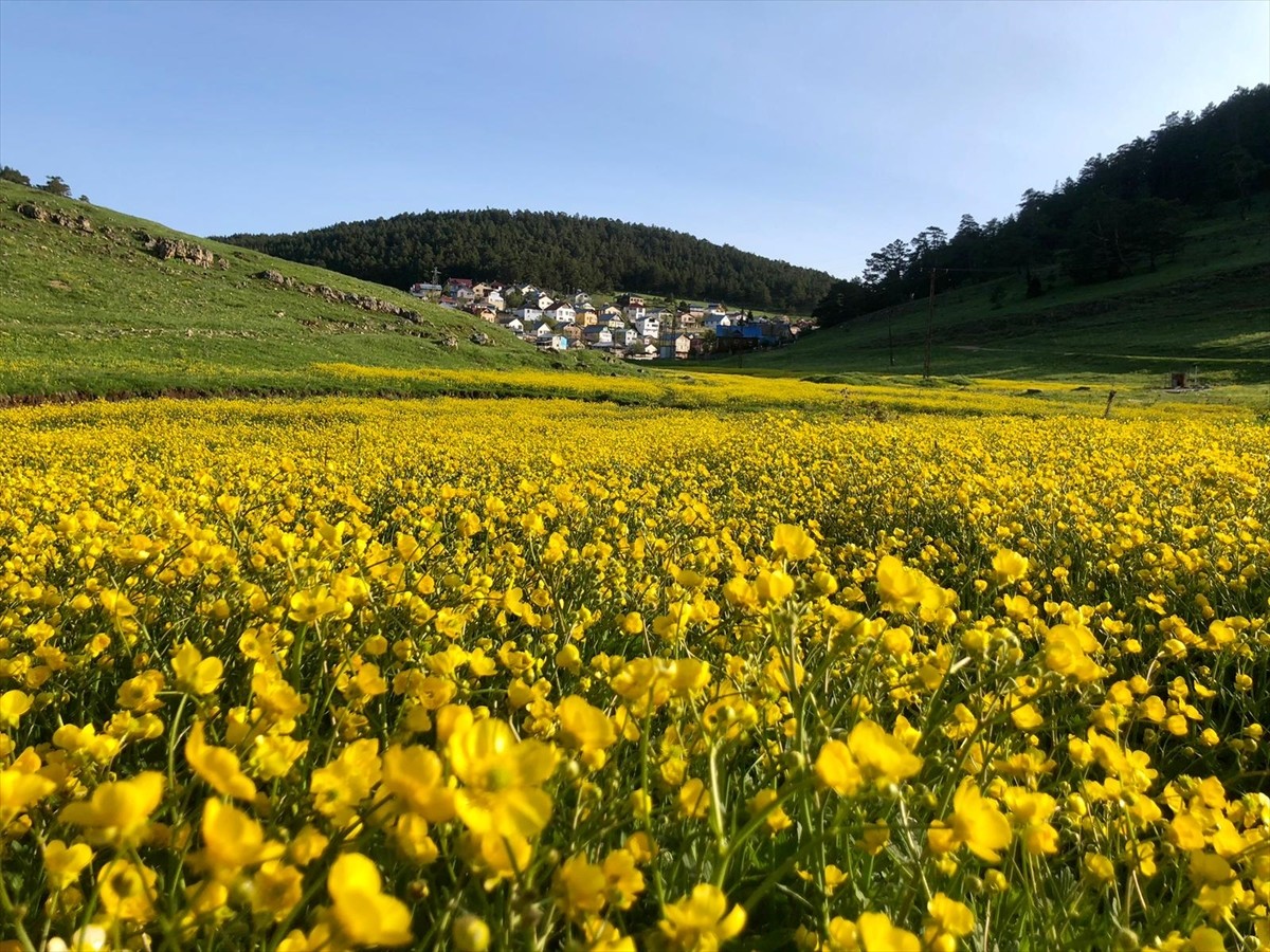 Sivas'ın Koyulhisar ilçesinde doğası ve temiz havasıyla dikkati çeken Eğriçimen Yaylası'nda...