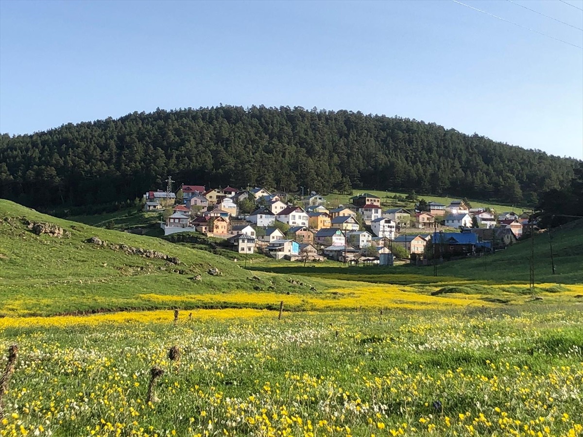 Sivas'ın Koyulhisar ilçesinde doğası ve temiz havasıyla dikkati çeken Eğriçimen Yaylası'nda...