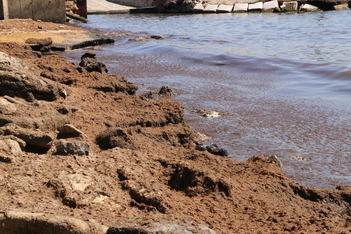 Tekirdağ'da kuvvetli rüzgar nedeniyle sahilin bir kısmı kırmızı yosunla kaplandı.