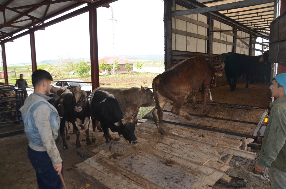 Türkiye'nin önemli hayvancılık merkezlerinden Muş'ta, Kurban Bayramı'nın yaklaşması dolayısıyla...