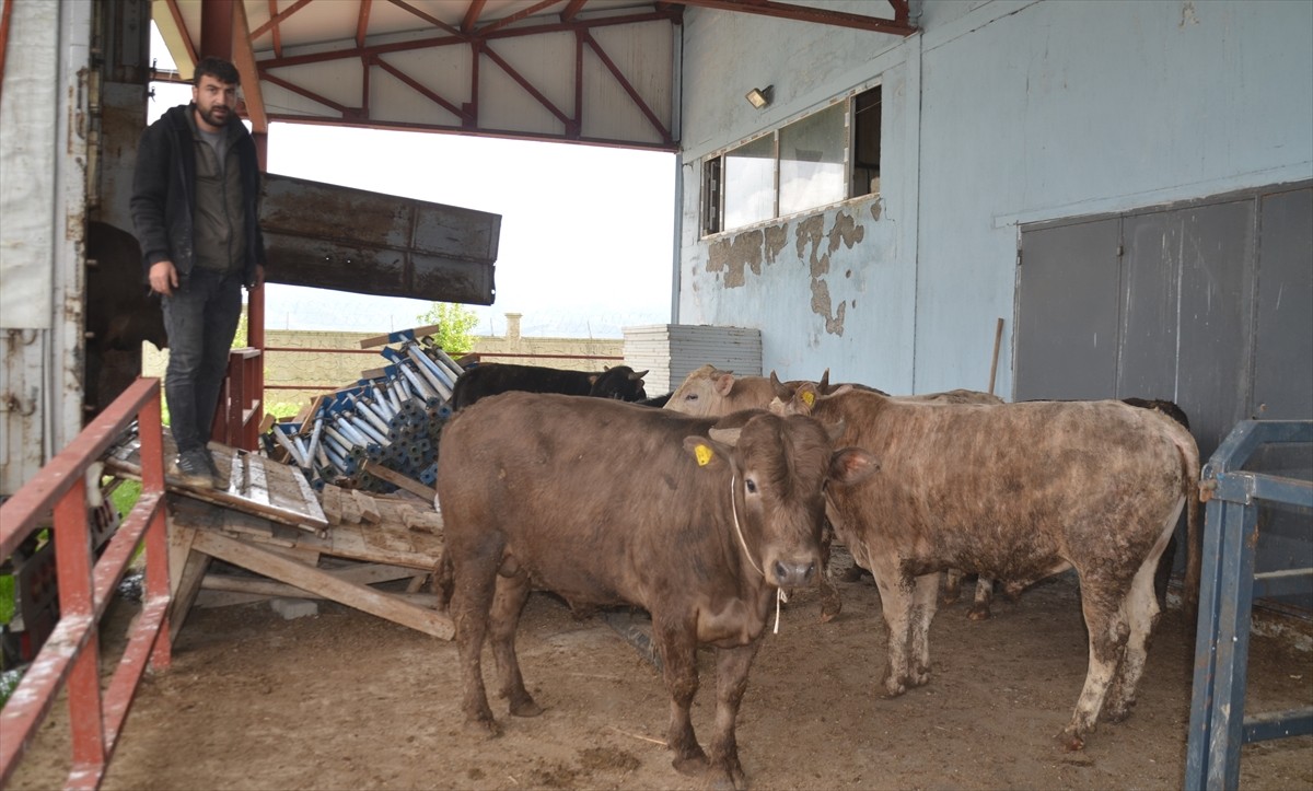 Türkiye'nin önemli hayvancılık merkezlerinden Muş'ta, Kurban Bayramı'nın yaklaşması dolayısıyla...