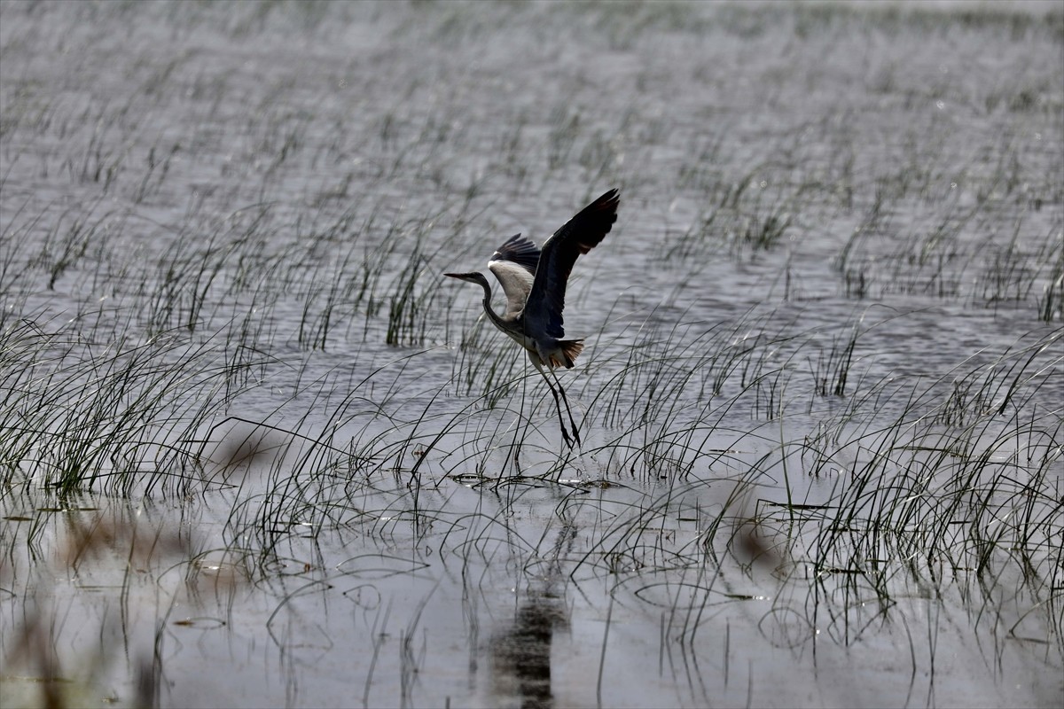 UNESCO Dünya Miras Geçici Listesi'ne 2016 yılında giren ve 365 kuş türüne ev sahipliği yapan...