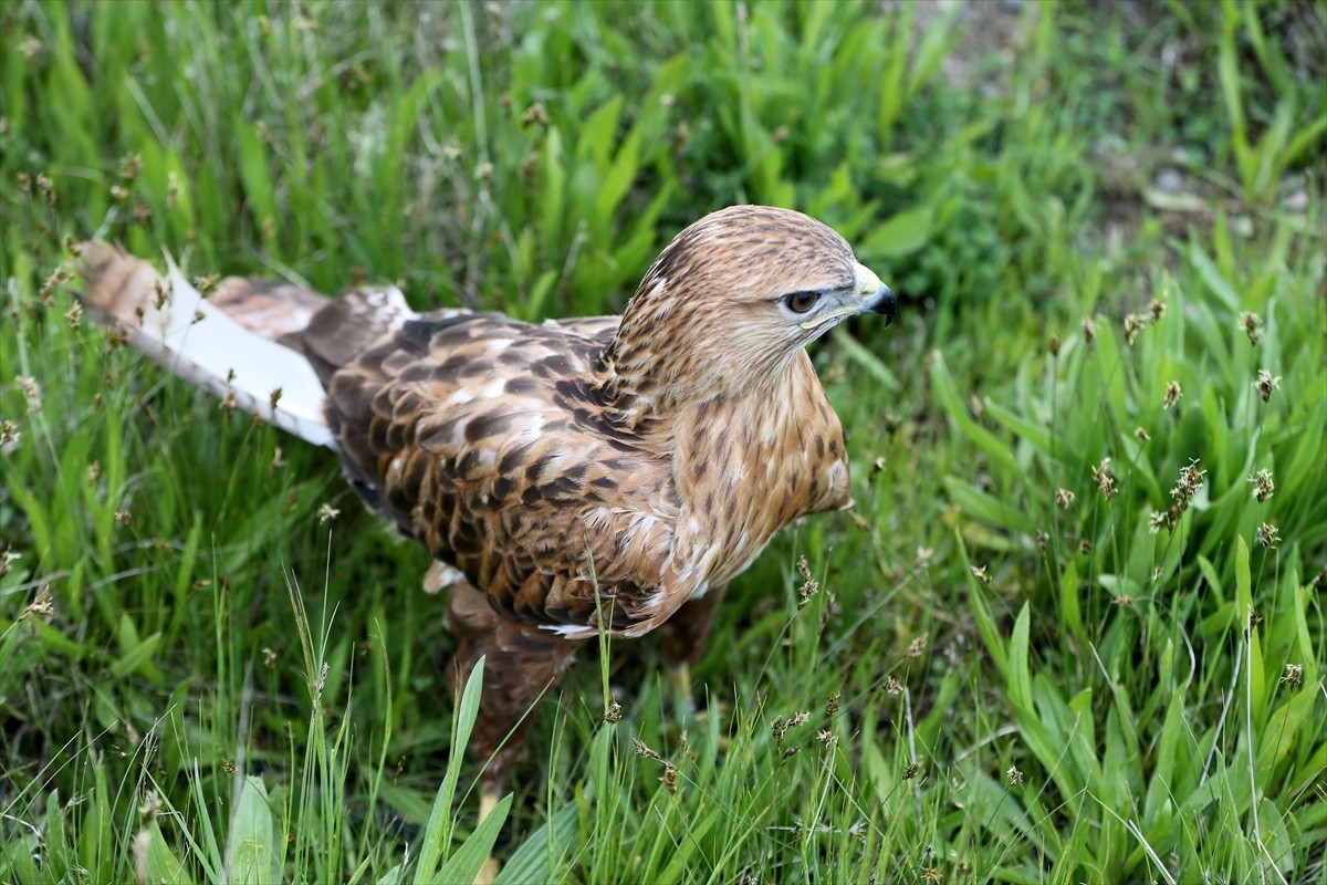 Van Yüzüncü Yıl Üniversitesi (YYÜ) Yaban Hayvanları Koruma ve Rehabilitasyon Merkezi, çeşitli...