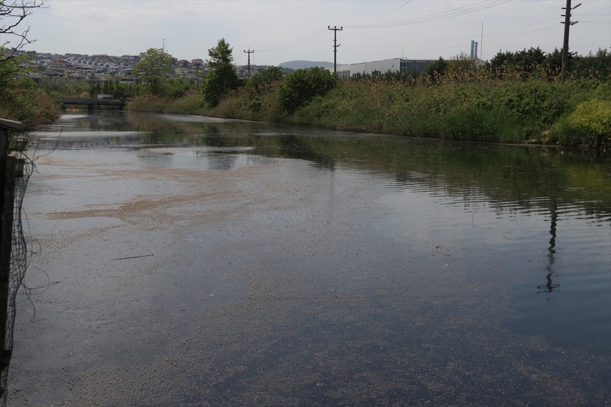 Yalova'da Çevre, Şehircilik ve İklim Değişikliği İl Müdürlüğünce Marmara Denizi'ne dökülen kirli...