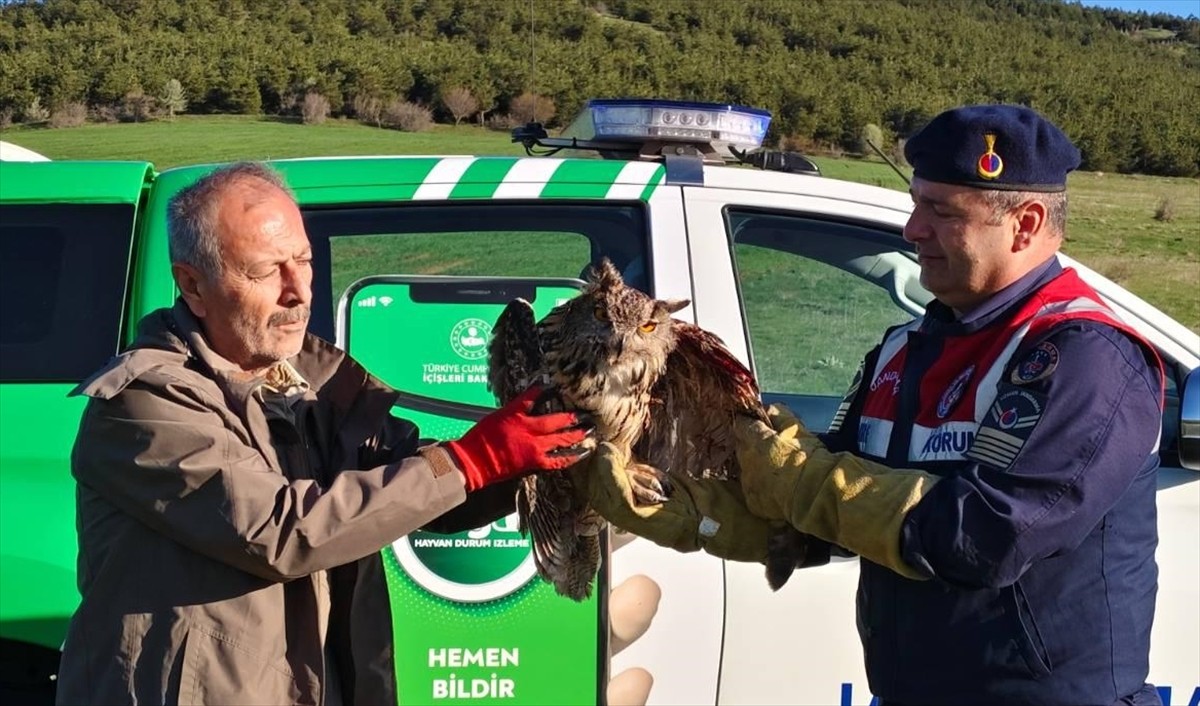 Yozgat'ın Çekerek ilçesinde dikenli tellere takılmış halde bulunan yaralı puhu, tedavi altına...