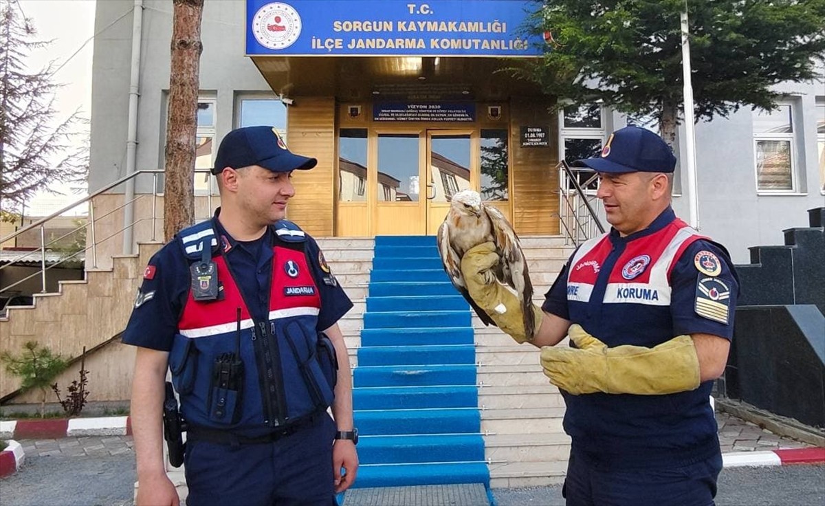 Yozgat'ın Sorgun ilçesinde jandarma ekiplerince yaralı bulunan şahin, tedavi altına alındı. Şahin...