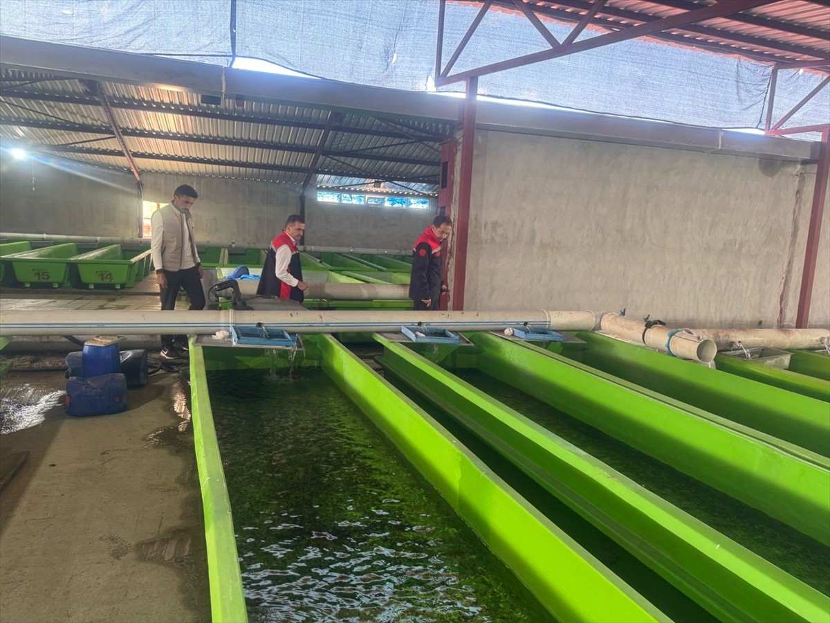 Zengin su kaynakları sayesinde balık yavrusu yetiştiriciliğinde tedarikçi konumdaki Erzincan'da...