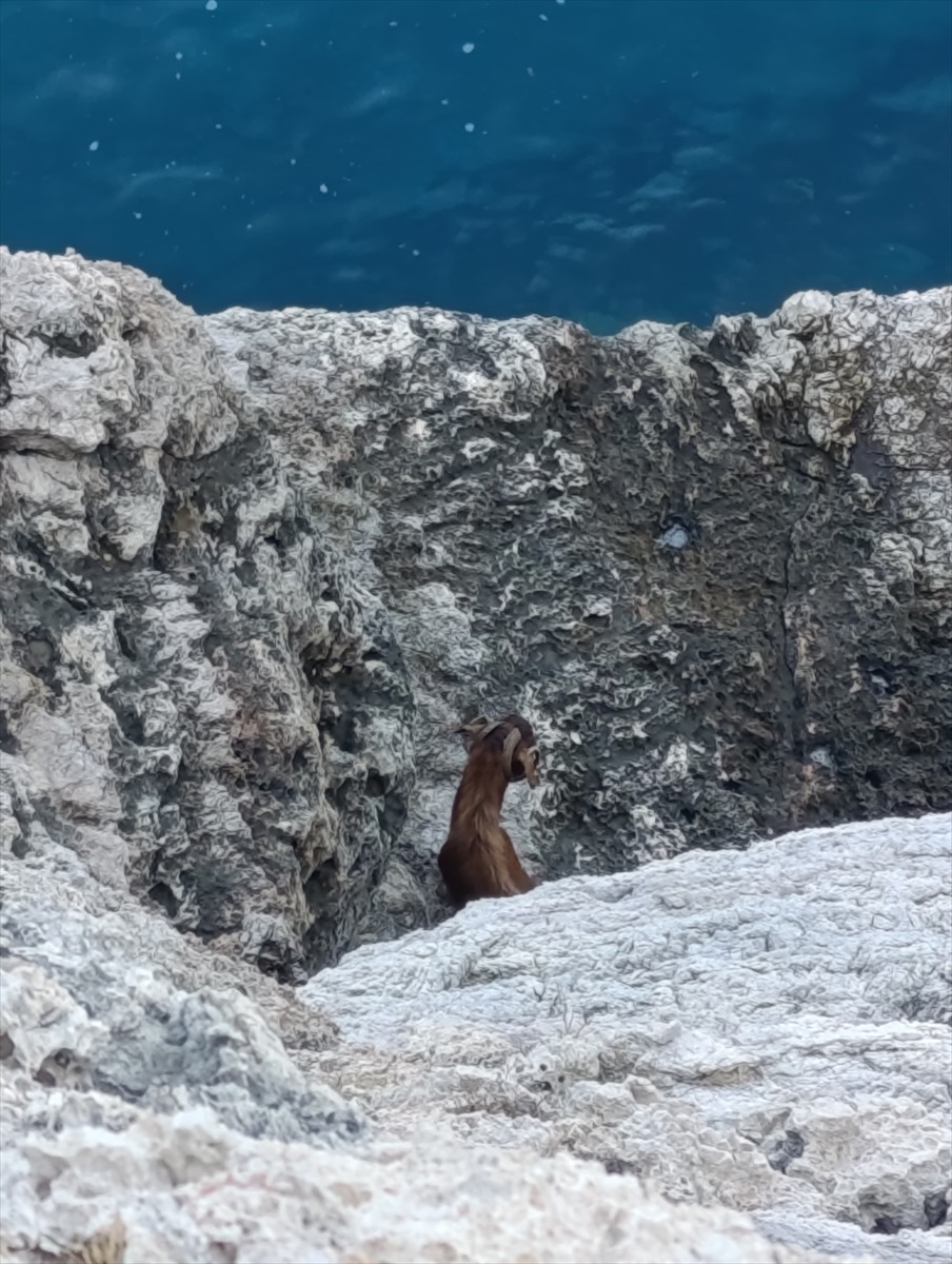 Antalya'nın Alanya ilçesindeki Alanya Kalesi'nde bulunan sarp kayalıklarda mahsur kalan keçiyi...