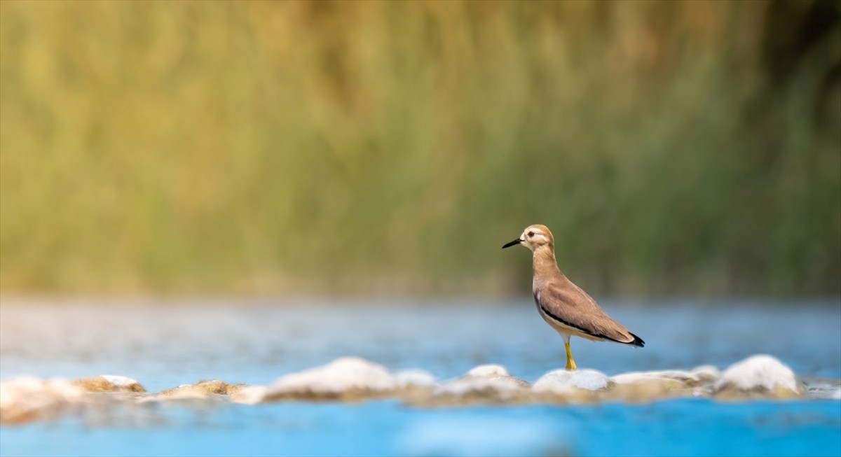 Antalya'nın Boğaçayı bölgesinde, yaklaşık 4 yıllık çalışma kapsamında 220 farklı kuş türü tespit...