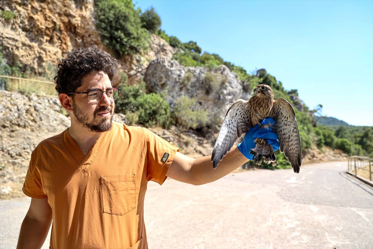 Antalya Büyükşehir Belediyesi Doğal Yaşam Parkı yaralı, hasta ve bakıma muhtaç yaban hayvanlarına...