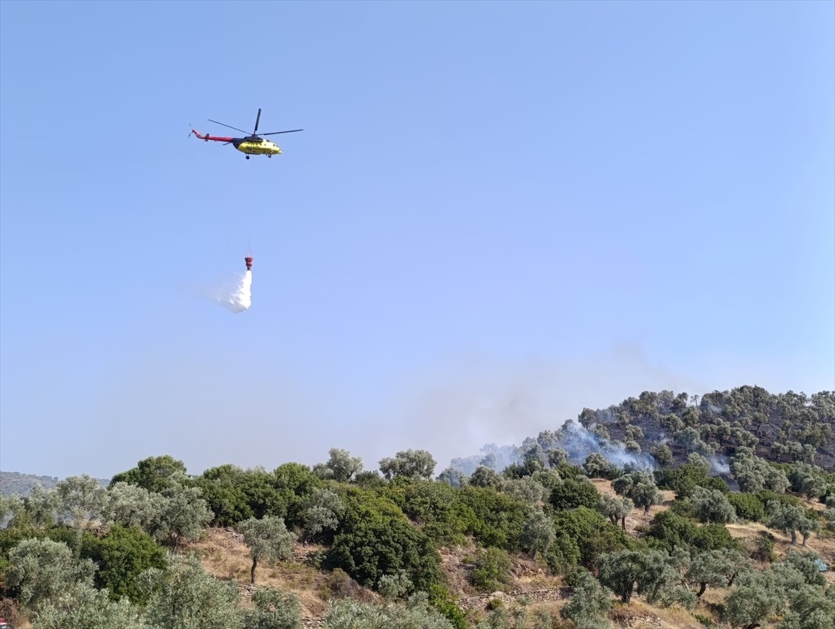 Aydın'ın Koçarlı ilçesinde çıkan yangında zeytin ağaçlarının bulunduğu 30 dekarlık alan zarar...