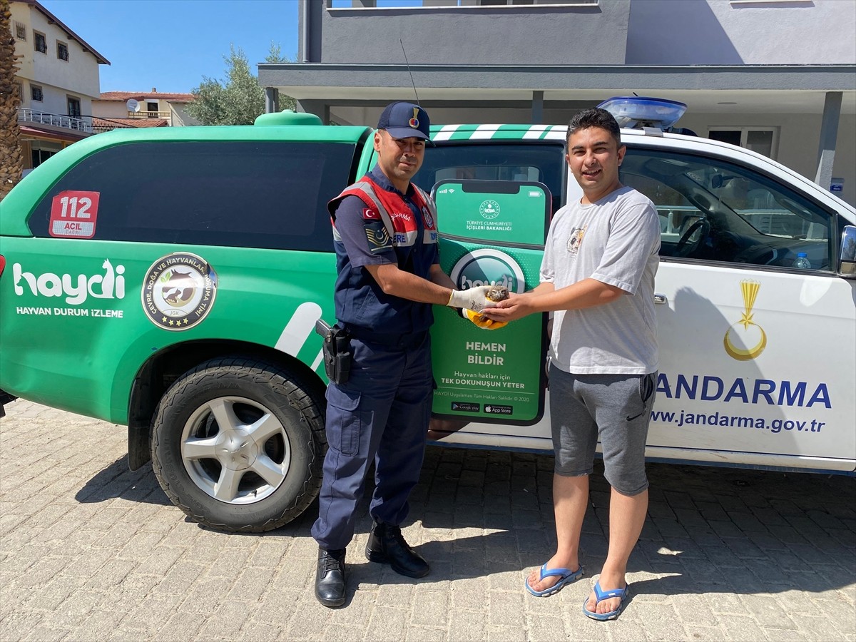 Aydın'ın Kuşadası ilçesinde yaralı bulunan, baykuş türlerinin en küçüğü olarak bilinen kukumav...