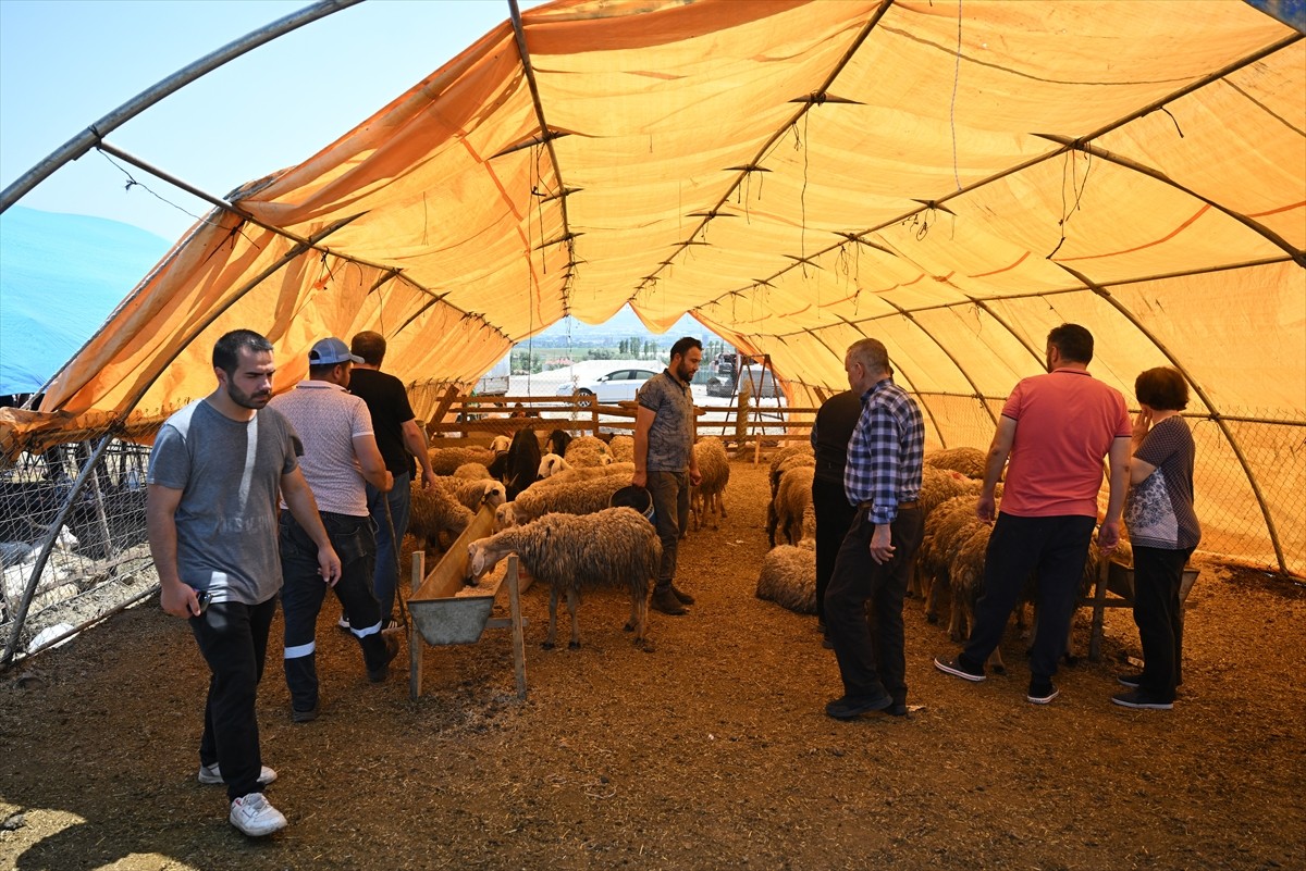 Başkentte Kurban Bayramı'nın ikinci gününde kesimhane ve kurban pazarlarında yoğunluk devam...