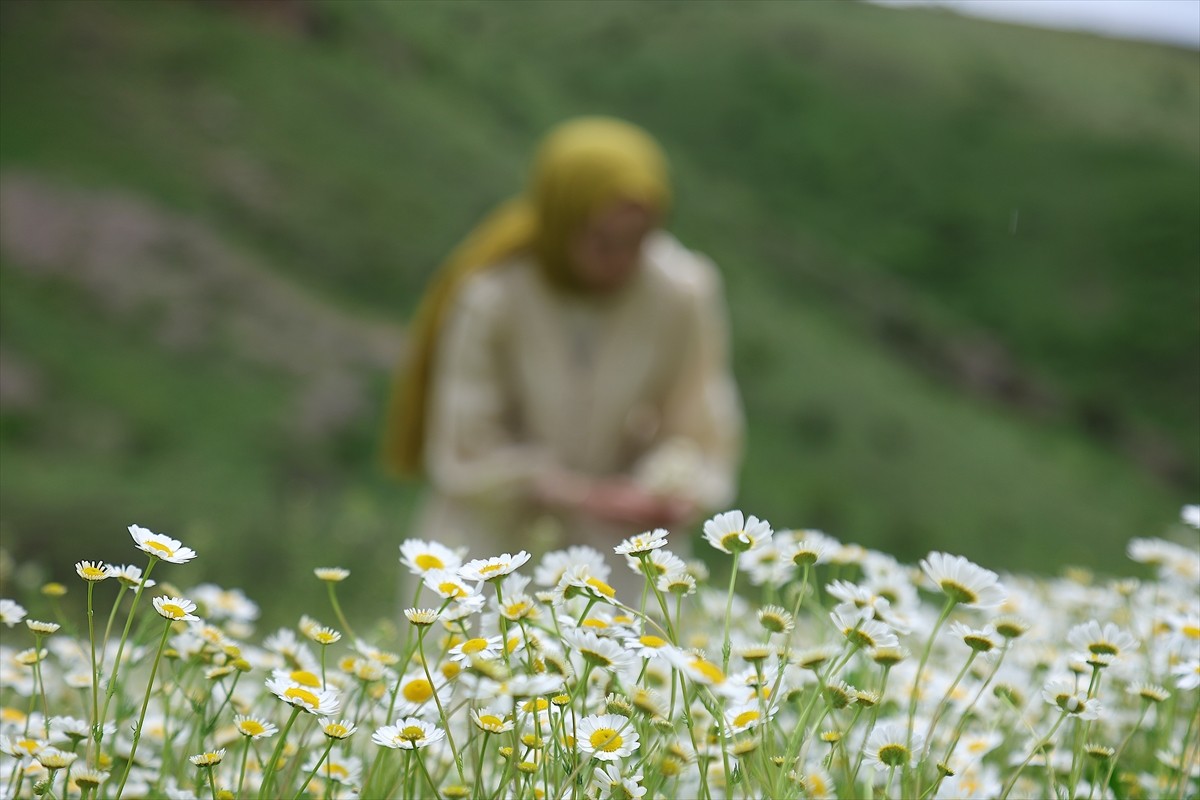 Bayburt'ta karların erimesiyle debisi yükselen Sırakayalar Şelalesi, çevresindeki doğal...