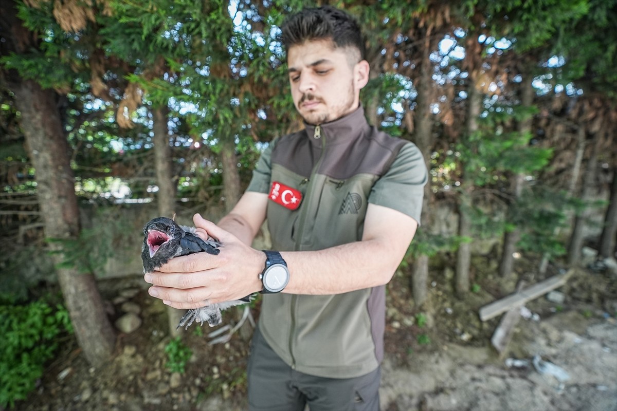 Bursa'da, alçaktan uçarak sesler çıkaran kargaların bulunduğu bölgede fark edilen yaralı karga...