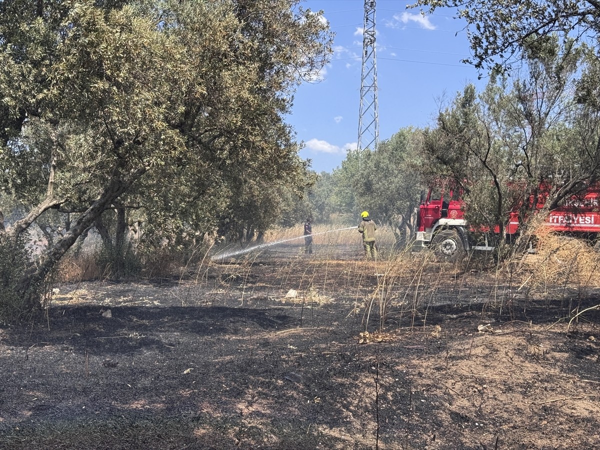 Bursa'nın Nilüfer ilçesinde buğday tarlasından zeytinliğe sıçrayan yangın söndürüldü.