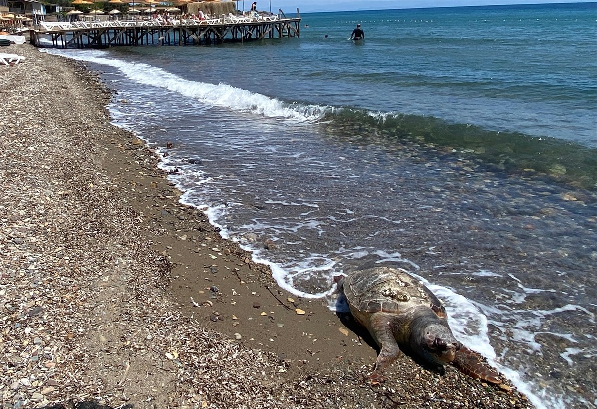 Çanakkale'nin Ayvacık ilçesine bağlı Assos Sahili'nde ölü caretta caretta bulundu.