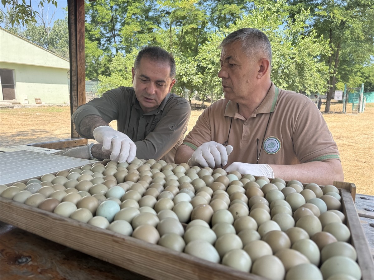 Doğa Koruma ve Milli Parklar Samsun 11. Bölge Müdürlüğü, Gelemen Sülün Üretme İstasyonu'nda bu yıl...