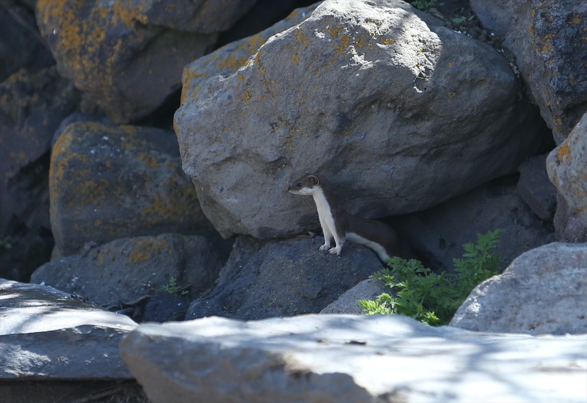 Doğada nadir rastlanan ve koruma altında bulunan gelincik, Kars kırsalında taşlar arasında...