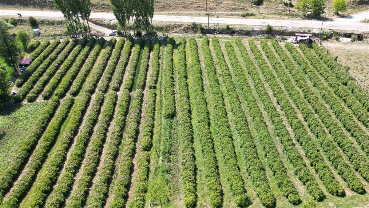 Dünya gül yağı üretiminin yüzde 65'inin gerçekleştirildiği Isparta'da gül hasadı yaylalarda devam...