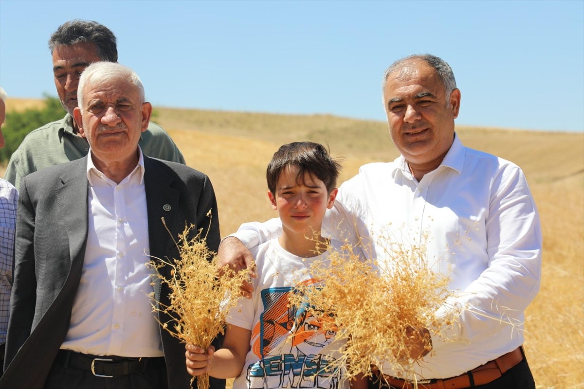 Elazığ'da, hasadına başlanan kırmızı mercimekte 2 bin 574 ton rekolte tahmin ediliyor.