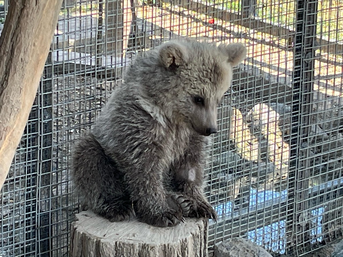 Erzurum'da doğada yaralı halde bulunan yavru boz ayıya, doğal yaşam ortamına salınacak düzeye...