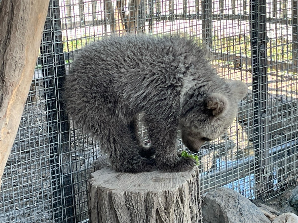 Erzurum'da doğada yaralı halde bulunan yavru boz ayıya, doğal yaşam ortamına salınacak düzeye...