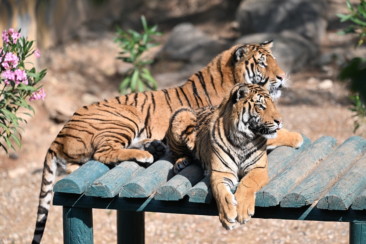 Gaziantep Büyükşehir Belediyesince 2001 yılında Burç Ormanı'nda yaklaşık 1 milyon metrekarelik...