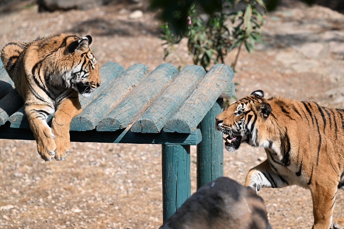 Gaziantep Büyükşehir Belediyesince 2001 yılında Burç Ormanı'nda yaklaşık 1 milyon metrekarelik...