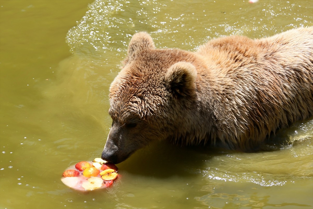 Gaziantep Hayvanat Bahçesi sakinleri, mevsim normallerinin üzerindeki sıcaklarda özel olarak...