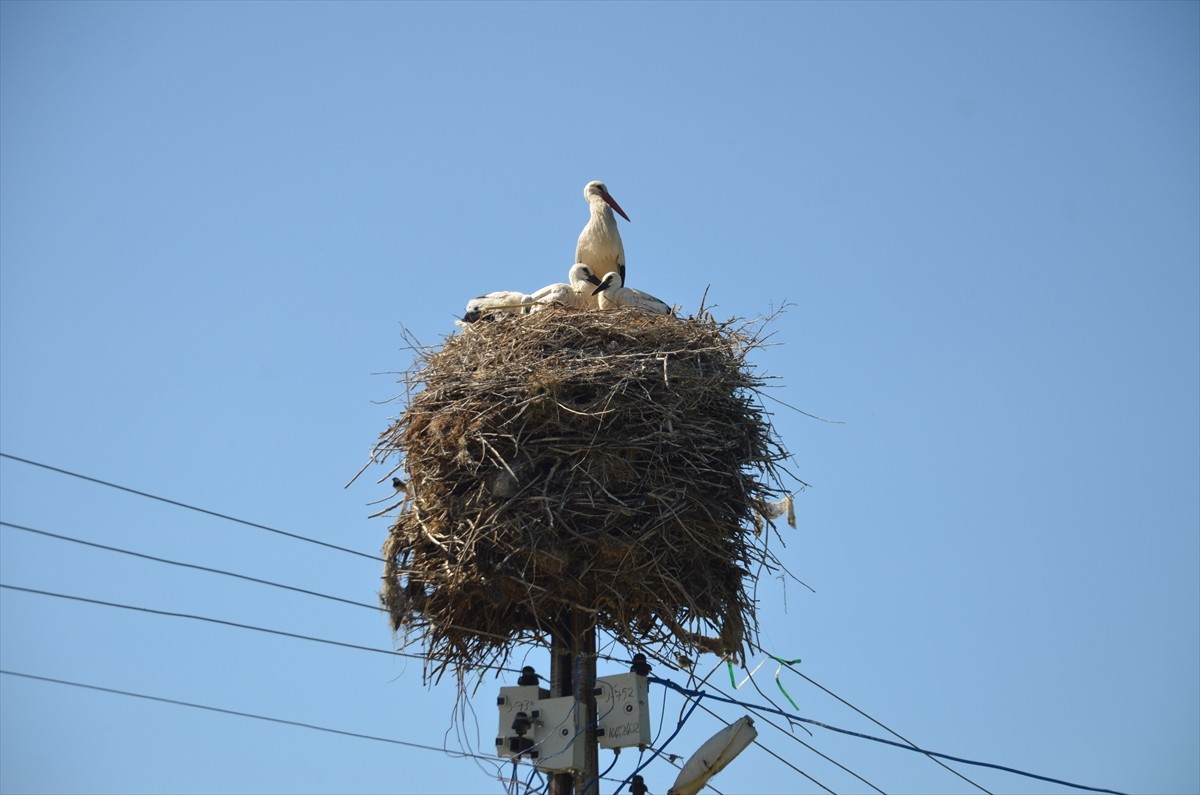  Havanın ısınmasıyla Muş'a gelen leylekler, yumurtadan çıkan yavrularını sulak alanlardan...