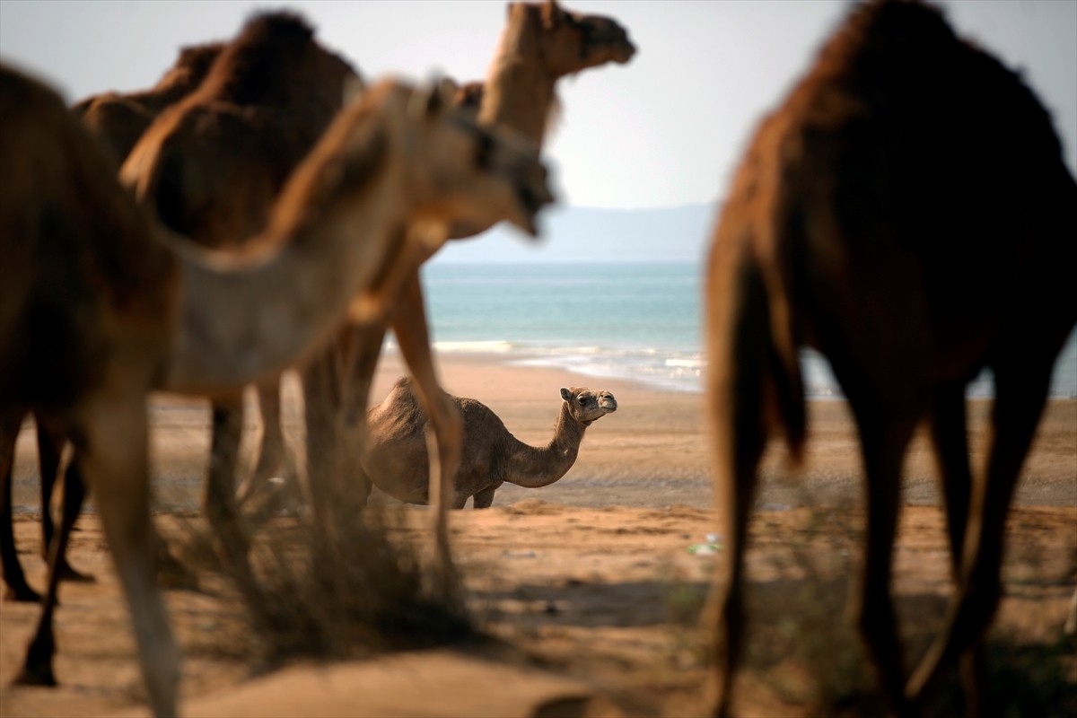 İran'ın güneyinde Hürmüz Boğazı yakınlarında yer alan Keşm Adası'ndaki çobanlar, hem temizlik hem...