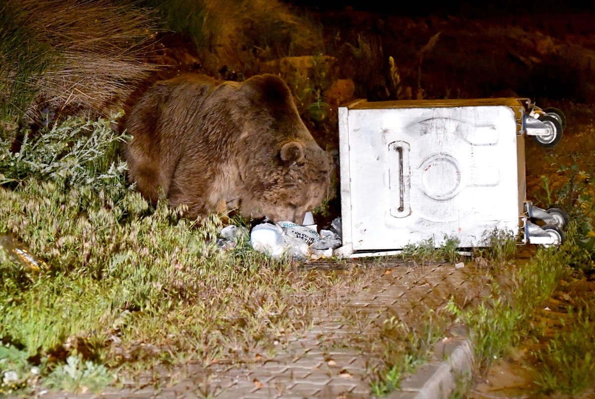 Kars'ın Sarıkamış ilçesinde mahalleye inen bozayılar, çöp konteynerlerinde yiyecek ararken...
