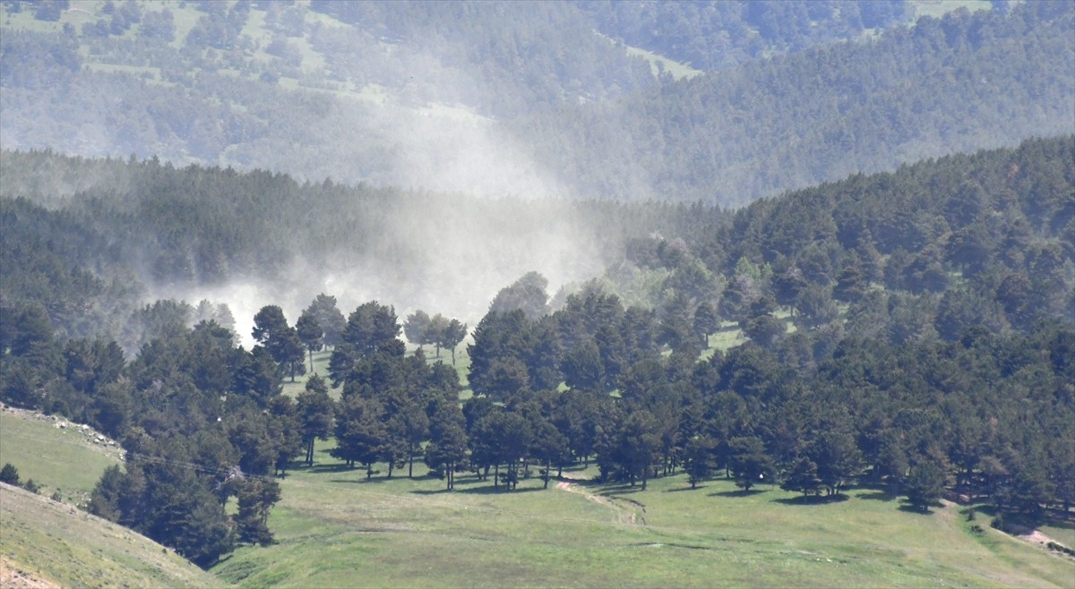 Kars'ın Sarıkamış ilçesinde, Sarıçam ağaçlarının yoğun olduğu 2 bin 500 rakımlı Soğanlı ve 2 bin...