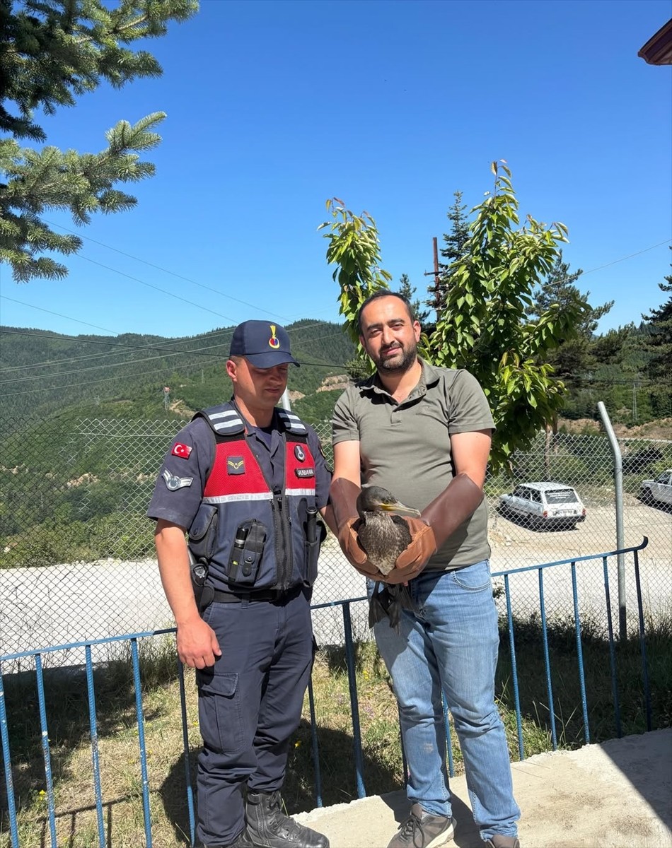Kastamonu'da yaralı bulunduktan sonra tedavi edilen karabatak ve karga, doğaya bırakıldı.