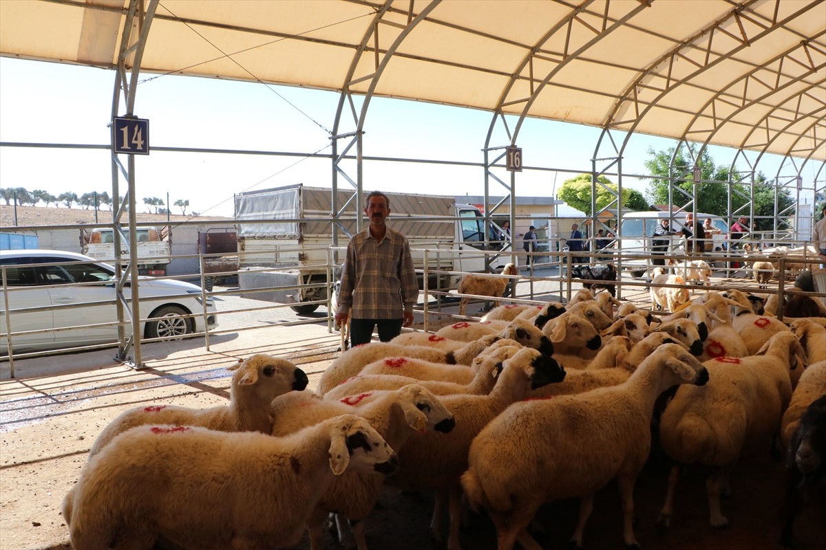 Kilis'te Mücahitler Mahallesi'nde kurulan canlı hayvan pazarında kurbanlıklar satışa sunuldu.