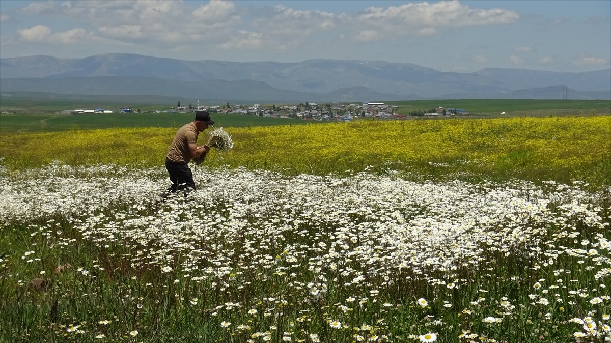 Kış mevsiminin uzun ve çetin geçtiği Kars'ın Sarıkamış ilçesinde mera ve çayırlıklar papatya...