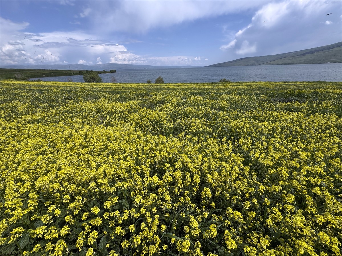 Kışın yüzeyi buz tutan Çıldır Gölü'nün çevresi çiçeklerle kaplandı.