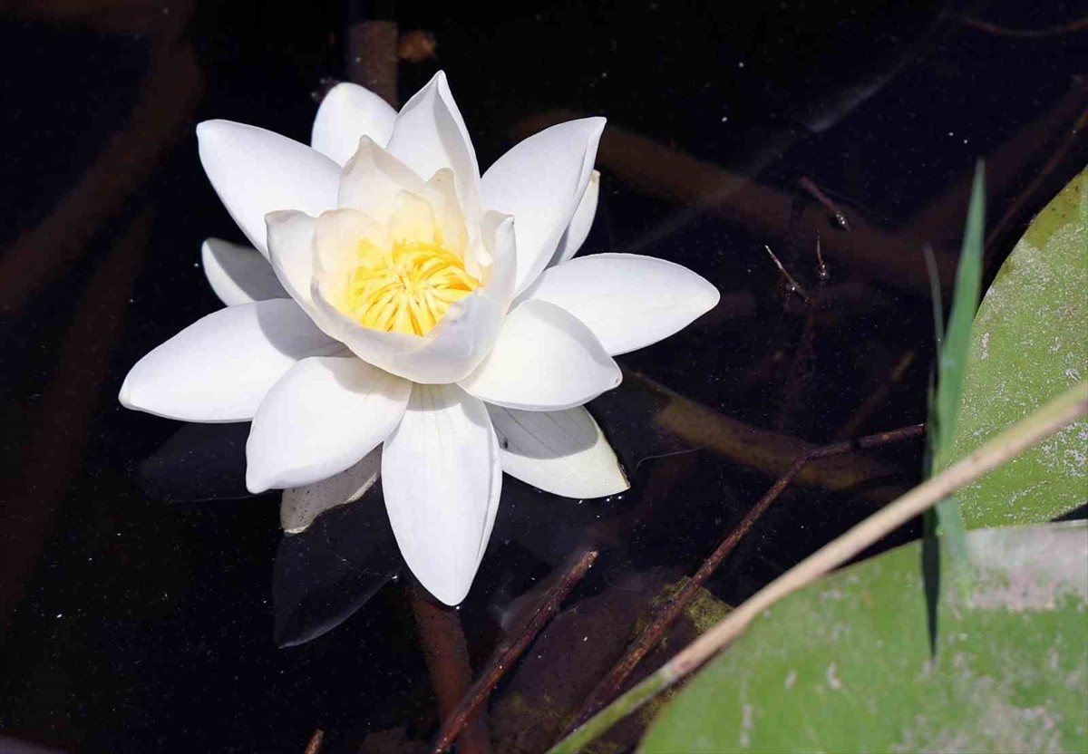 Köyceğiz Gölü'nün uzantısındaki kanallarda yetişen ve "tüm çiçeklerin kraliçesi" diye bilinen...