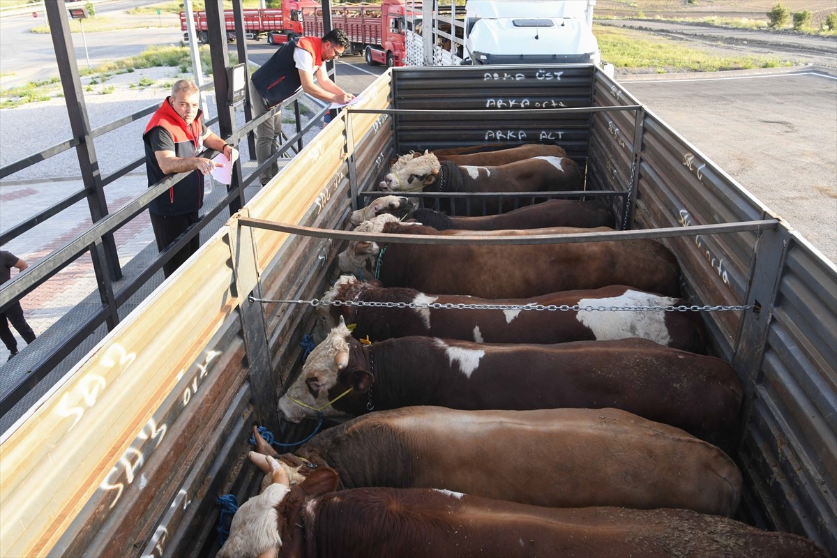 Kurban Bayramı'na günler kala veteriner yol denetim ve kontrol istasyonları hayvanların sağlıklı...