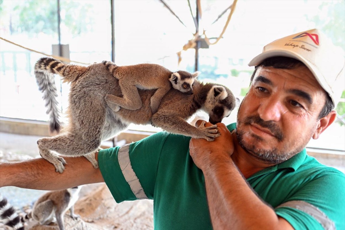 Mersin'deki Tarsus Doğa Parkı'nda lemur, geyik, zebra ve tay yavruları dünyaya geldi.