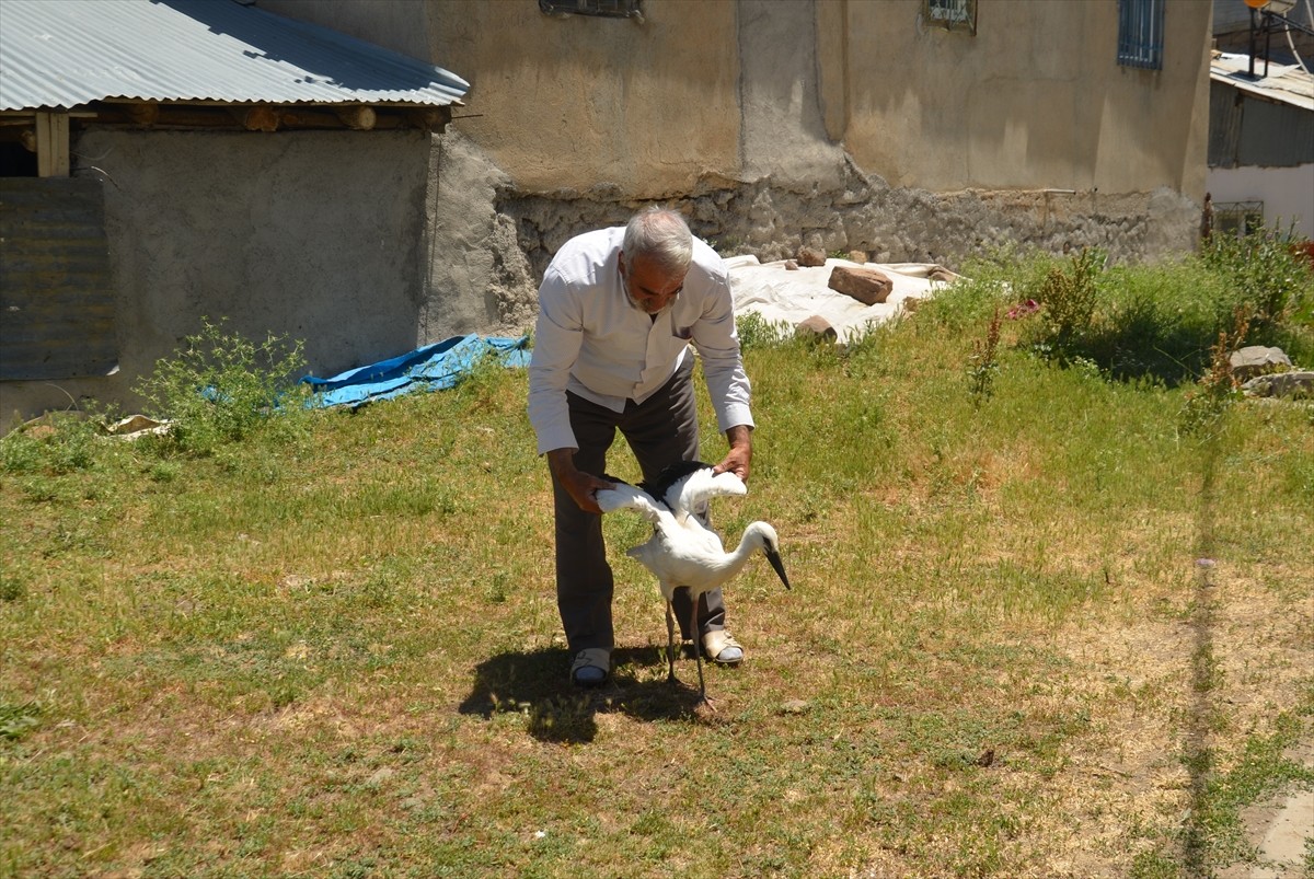 Muş'ta elektrik direğindeki yuvadan düşen leylek yavrusu tedavi altına alındı.